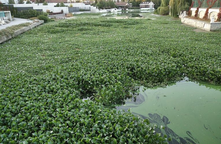 На водоймах Обухівщини помітили рослину з тропіків