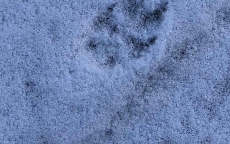 Хто залишив загадкові сліди на дорозі з лісу