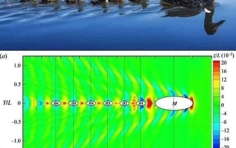 Секрети фізики: чому каченята плавають у лінії за матір’ю