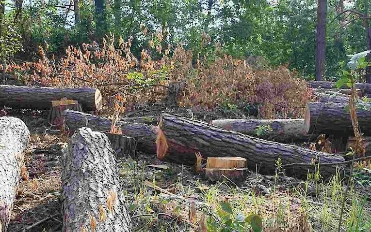 Суд заблокував вирубку Мархалівського лісу: Кабмін програв апеляцію