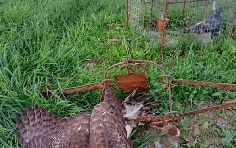 Голубники продовжують масово винищувати хижих птахів і вихвалятися цим у соцмережах