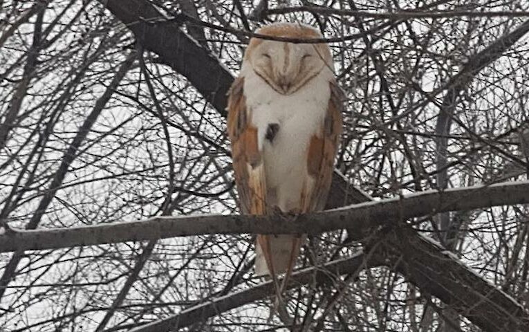 Домашній хижак у дикій природі: у Харкові шукають ручну сипуху