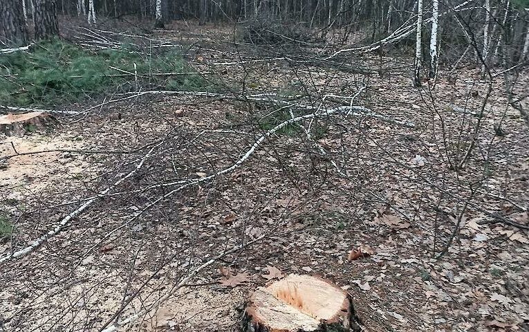 Суд заборонив, а рубки продовжуються: хто нищить Мархалівський ліс