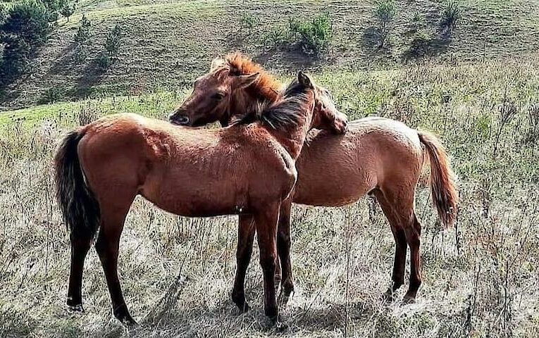 Виживання поліського коня: чому його майбутнє залишається невизначеним