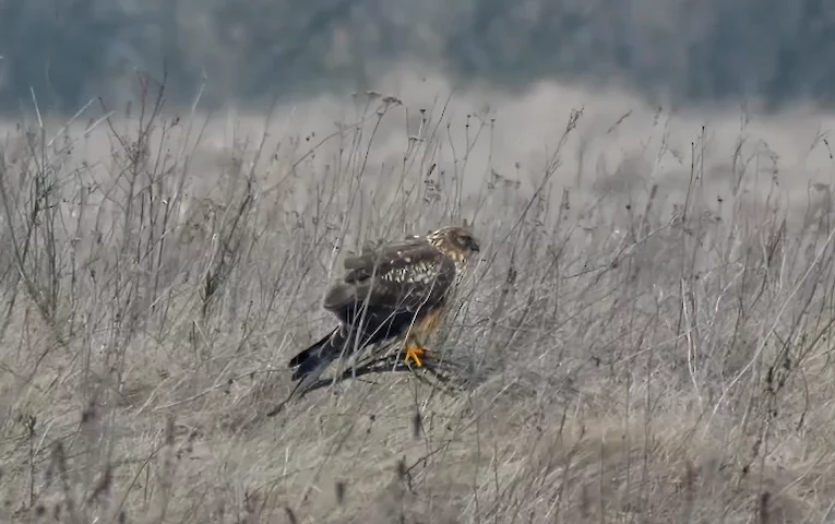 Лунь, орлан та канюки: хижі птахи Київщини у фотофіксації