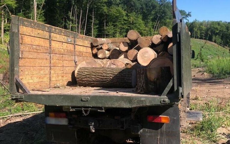 На Обухівщині незаконно вирубали ліс на 1,3 мільйона гривень: справу передано до суду