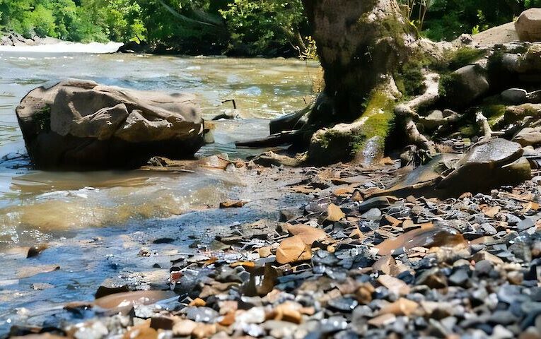 Як “мертві зони” у водах впливають на економіку та екологію